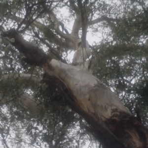 Eucalyptus globulus subsp. bicostata at Garran, ACT - 15 Dec 2019