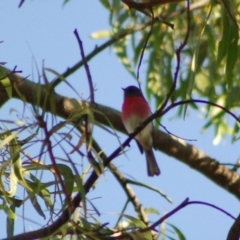 Petroica rosea (Rose Robin) at Aranda, ACT - 10 May 2013 by AndyRussell