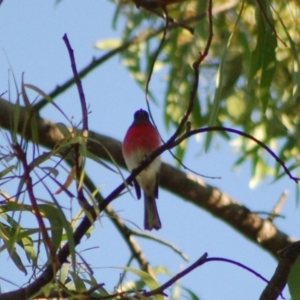 Petroica rosea at Aranda, ACT - 10 May 2013