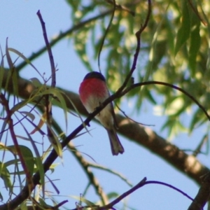 Petroica rosea at Aranda, ACT - 10 May 2013