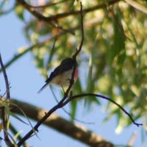Petroica rosea at Aranda, ACT - 10 May 2013 03:12 PM
