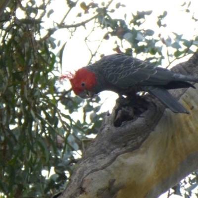 Callocephalon fimbriatum (Gang-gang Cockatoo) at Aranda, ACT - 25 Feb 2015 by AndyRussell