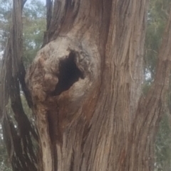 Eucalyptus sp. (dead tree) at Garran, ACT - 15 Dec 2019 02:37 PM