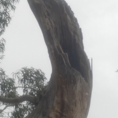 Eucalyptus sp. (dead tree) at Garran, ACT - 15 Dec 2019