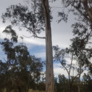 Eucalyptus globulus subsp. bicostata at Garran, ACT - 15 Dec 2019 02:42 PM