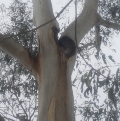 Eucalyptus globulus subsp. bicostata at Garran, ACT - 15 Dec 2019 02:42 PM