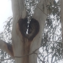 Eucalyptus globulus subsp. bicostata at Garran, ACT - 15 Dec 2019 02:42 PM