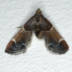 Pyralis farinalis (Meal Moth) at Ainslie, ACT - 15 Dec 2019 by jbromilow50