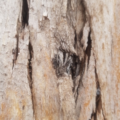 Eucalyptus globulus subsp. bicostata (Southern Blue Gum, Eurabbie) at Garran, ACT - 15 Dec 2019 by tmartine