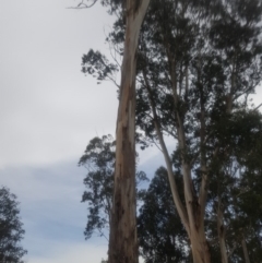 Eucalyptus globulus subsp. bicostata at Garran, ACT - 15 Dec 2019 02:46 PM