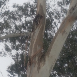 Eucalyptus globulus subsp. bicostata at Garran, ACT - 15 Dec 2019 02:46 PM