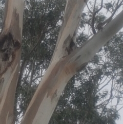 Eucalyptus globulus subsp. bicostata at Garran, ACT - 15 Dec 2019 02:46 PM