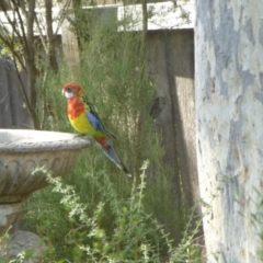 Platycercus eximius (Eastern Rosella) at Aranda, ACT - 16 Mar 2015 by AndyRussell