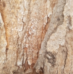 Eucalyptus sp. (A Gum Tree) at Federal Golf Course - 15 Dec 2019 by tmartine