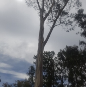 Eucalyptus globulus subsp. bicostata at Garran, ACT - 15 Dec 2019