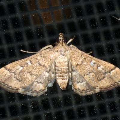 Nacoleia rhoeoalis (Spilomelinae) at Ainslie, ACT - 16 Dec 2019 by jbromilow50