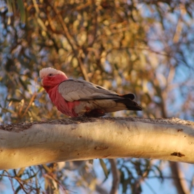 Eolophus roseicapilla (Galah) at Aranda, ACT - 8 Sep 2014 by AndyRussell