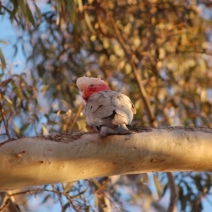 Eolophus roseicapilla at Aranda, ACT - 8 Sep 2014