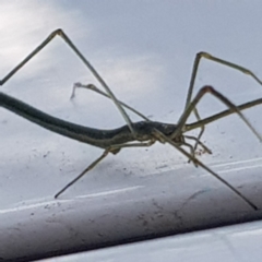 Ariamnes sp. (genus) at Fyshwick, ACT - 17 Dec 2019 09:16 AM
