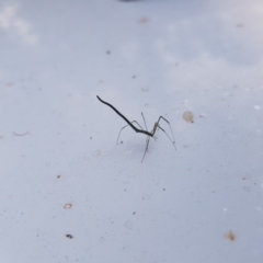 Ariamnes sp. (genus) at Fyshwick, ACT - 17 Dec 2019