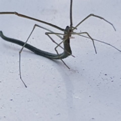 Ariamnes sp. (genus) at Fyshwick, ACT - 17 Dec 2019 09:16 AM
