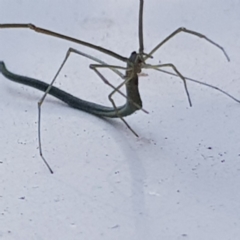 Ariamnes sp. (genus) at Fyshwick, ACT - 17 Dec 2019