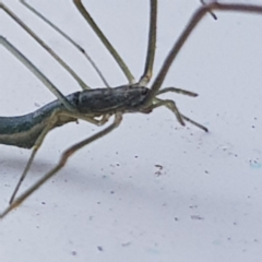 Ariamnes sp. (genus) at Fyshwick, ACT - 17 Dec 2019 09:16 AM