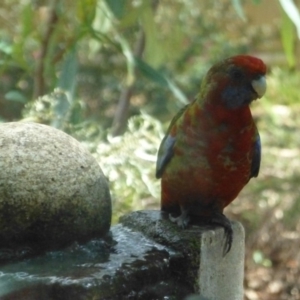 Platycercus elegans at Aranda, ACT - 20 Mar 2015