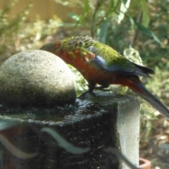 Platycercus elegans at Aranda, ACT - 20 Mar 2015