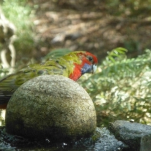 Platycercus elegans at Aranda, ACT - 20 Mar 2015