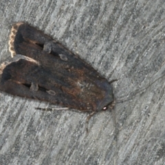 Agrotis infusa (Bogong Moth, Common Cutworm) at Ainslie, ACT - 16 Dec 2019 by jb2602