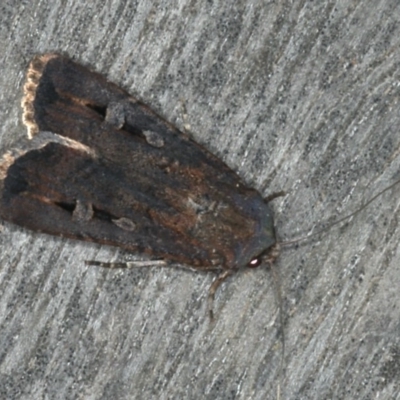 Agrotis infusa (Bogong Moth, Common Cutworm) at Ainslie, ACT - 16 Dec 2019 by jbromilow50