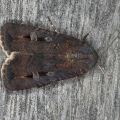 Agrotis infusa at Ainslie, ACT - 16 Dec 2019