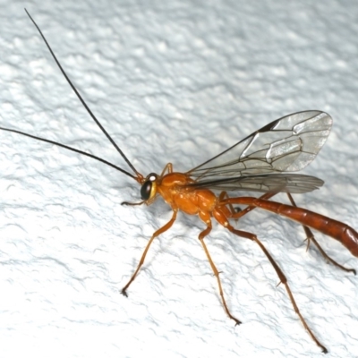 Netelia sp. (genus) (An Ichneumon wasp) at Ainslie, ACT - 15 Dec 2019 by jb2602