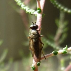 Inopus rubriceps at Aranda, ACT - 20 Mar 2010