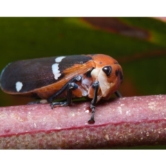 Eurymela fenestrata (Gum tree leafhopper) at Watson, ACT - 15 Dec 2019 by kdm