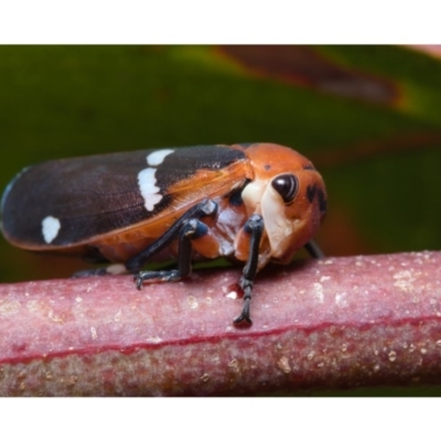 Eurymela fenestrata (Gum tree leafhopper) at Mount Majura - 14 Dec 2019 by kdm