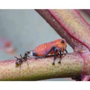 Eurymela fenestrata at Watson, ACT - 15 Dec 2019 12:00 AM