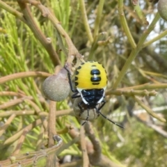 Commius elegans (Cherry Ballart Shield Bug) at Tuggeranong Hill - 17 Dec 2019 by Owen