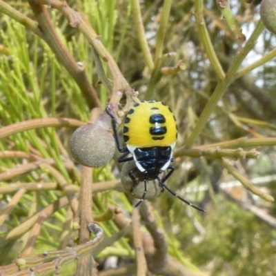 Commius elegans (Cherry Ballart Shield Bug) at Theodore, ACT - 17 Dec 2019 by Owen