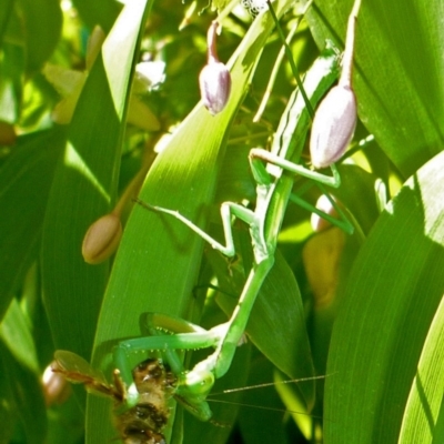Pseudomantis albofimbriata (False garden mantis) at Aranda, ACT - 17 Mar 2014 by JanetRussell