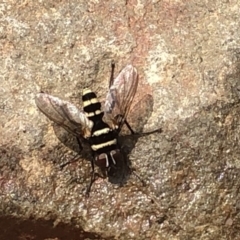 Trigonospila sp. (genus) at Hackett, ACT - 17 Dec 2019