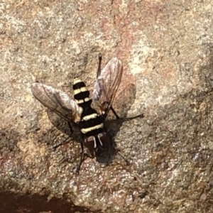 Trigonospila sp. (genus) at Hackett, ACT - 17 Dec 2019