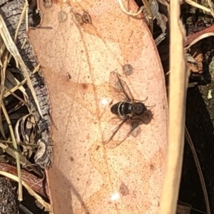 Villa sp. (genus) at Hackett, ACT - 17 Dec 2019