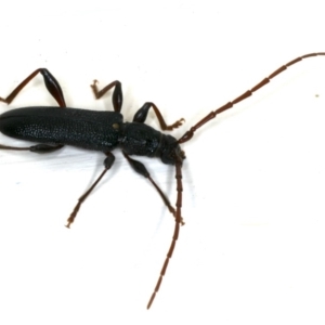 Callidiopis scutellaris at Ainslie, ACT - 15 Dec 2019