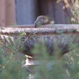 Caligavis chrysops at Aranda, ACT - 10 Apr 2015 04:52 PM