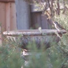 Caligavis chrysops at Aranda, ACT - 10 Apr 2015