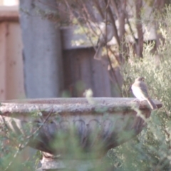 Caligavis chrysops at Aranda, ACT - 10 Apr 2015