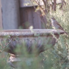 Caligavis chrysops at Aranda, ACT - 10 Apr 2015 04:52 PM