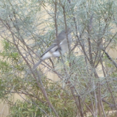 Pachycephala pectoralis (Golden Whistler) at Aranda, ACT - 5 Aug 2015 by AndyRussell